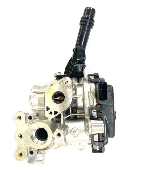 EGR504-5215959.jpg